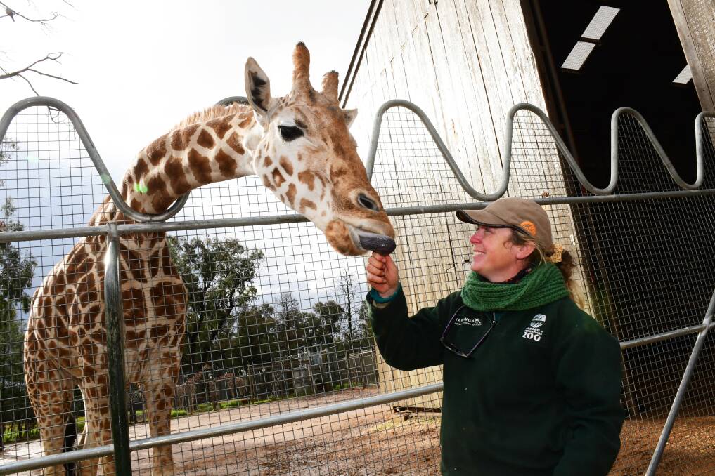 QUEEN: At 31-years-old, Mutangi was the oldest giraffe in captivity. She shared a special bond with keeper Bobby-Jo Vial. Picture: AMY McINTYRE