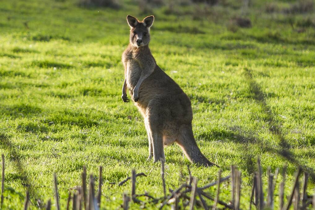 CONCERN: A kangaroo roaming on the edge of Tower Hill. 
