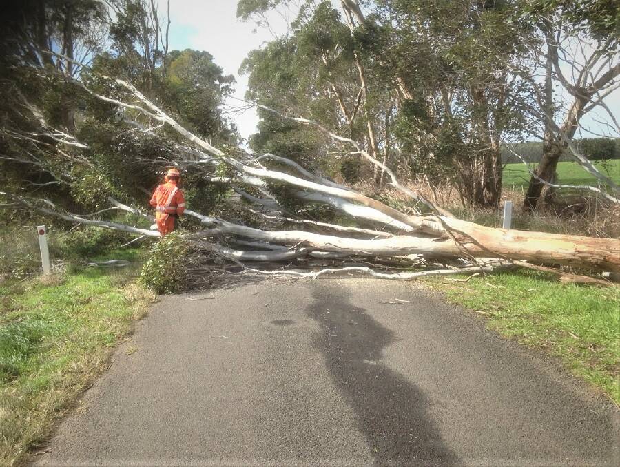 Warrnambool SES clear a tree from Swans Lane in Naringal on Sunday morning. 
