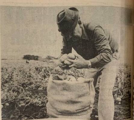 HANDFUL: Koroit's Jim Johnson hard at work picking potatoes.