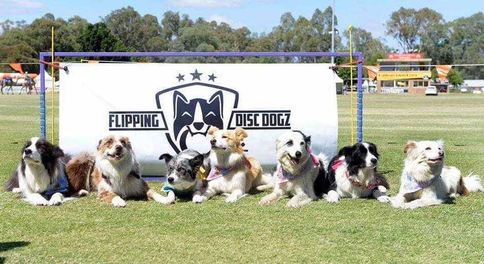 CANINE APPEAL: Flipping Disc Dogz will be a star attraction at the Port Fairy Show. 