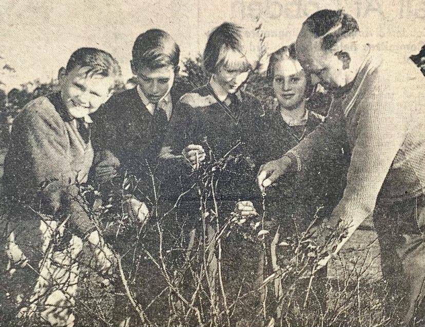GREEN THUMB: Harold Lunn shows Hawkesdale State School students Paul Miles, Ray Nagorcka Jenny Habel and Lorraine Miles how to prune. 