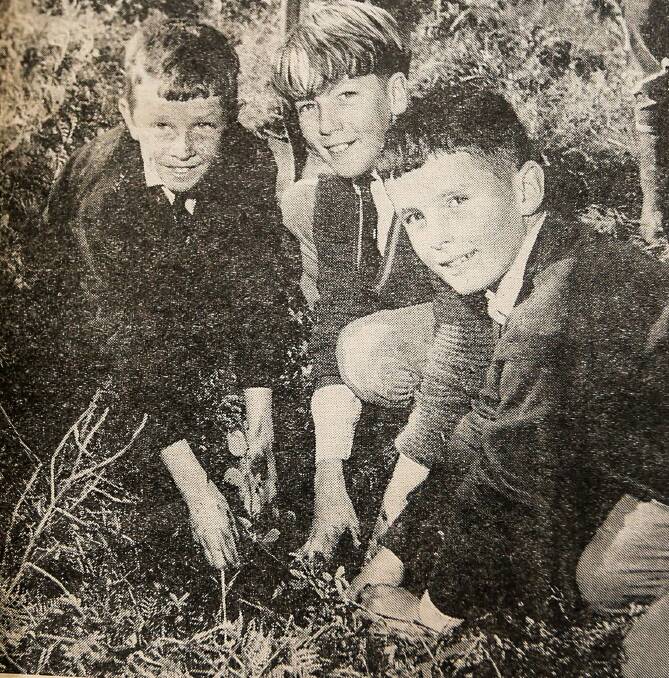 Koroit students Leon Brooks, Kevin Hall and Patrick O'Sullivan planting trees at Tower Hill in July 1965. 