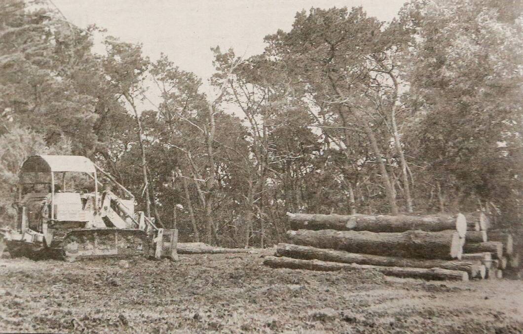 Pine trees being cut down in 1994.