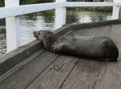A seal resting at the wharf in Port Fairy.