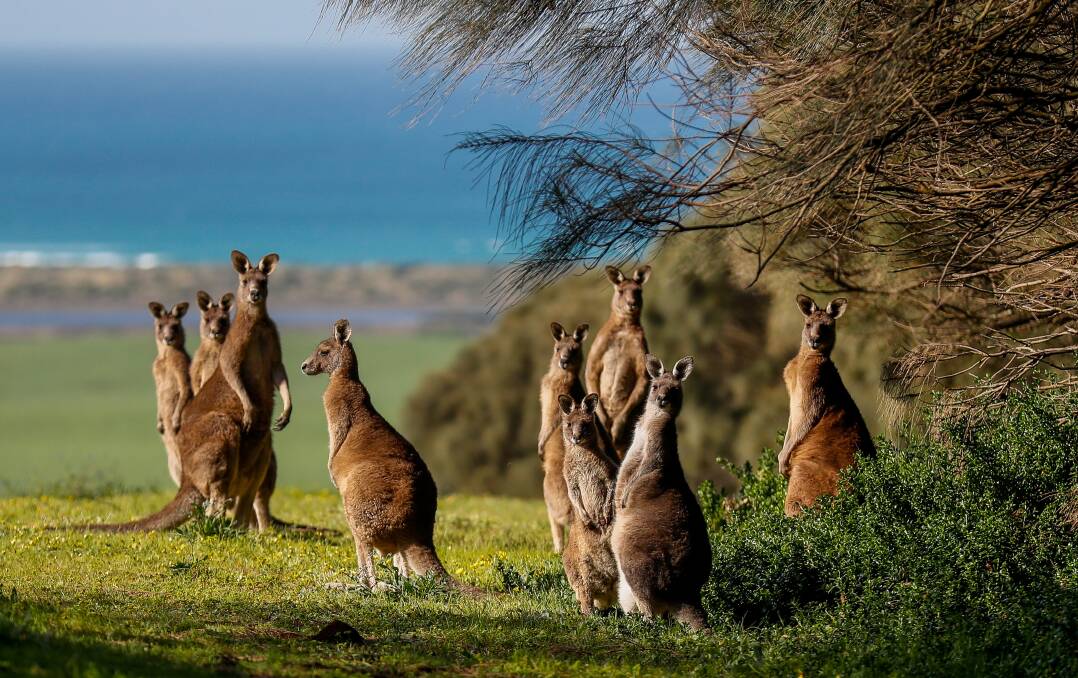 Kangaroos at Tower Hill. The issue of whether to fence them in or not remains unresolved. File picture