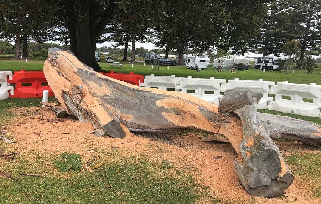 RECYCLING: One of the old trees at Gardens Caravan Park in Port Fairy that will be turned into a piece of art. 