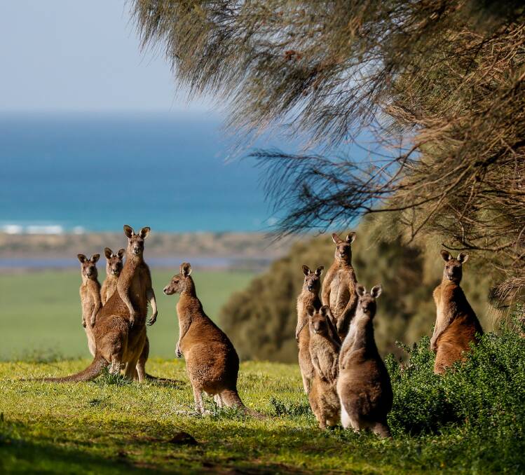 Kangaroos at Tower Hill. File picture