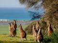 Kangaroos at Tower Hill. File picture