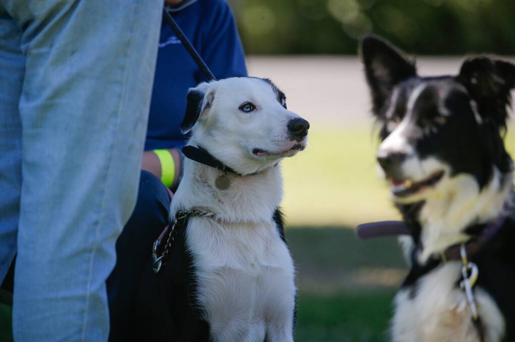 Max concentrates before his run at the Commonwealth Championship Sheepdog Trials in Port Fairy. Picture: Anthony Brady