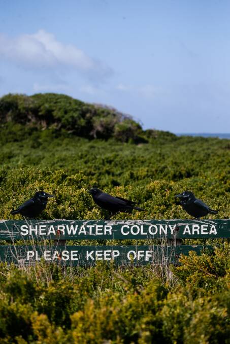Island chair eyeing birds of prey as major predator