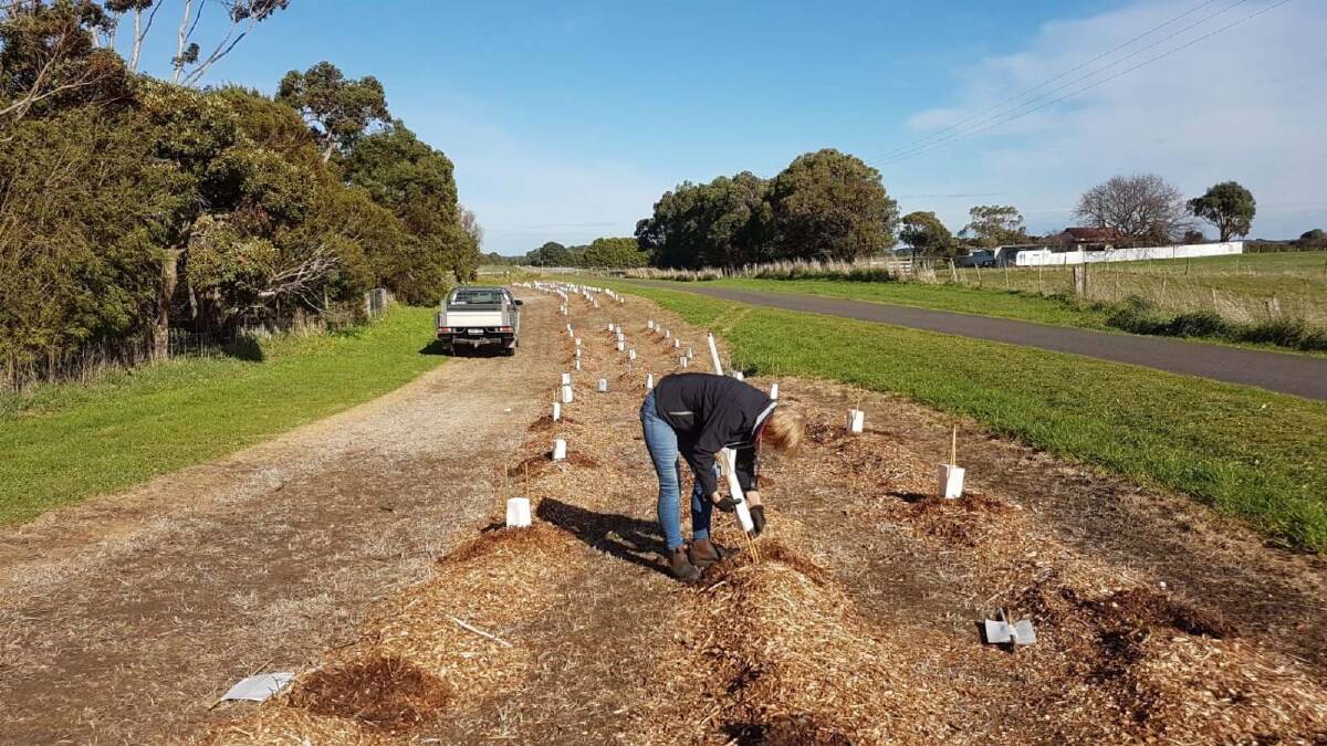 BUSY: A volunteer hard at work planting trees along the Port Fairy to Warrnambool Rail Trail.