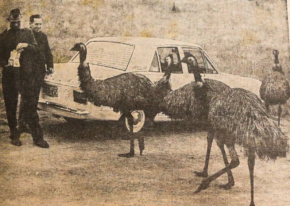  Visitors feed emus at Tower Hill in January 1970. 