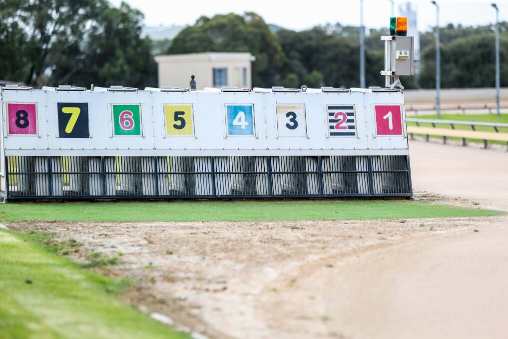 READY: Greyhounds will be bursting out of the boxes at Wannon Park in Warrnambool tonight as part of an eleven-race meeting. Picture: Anthony Brady 