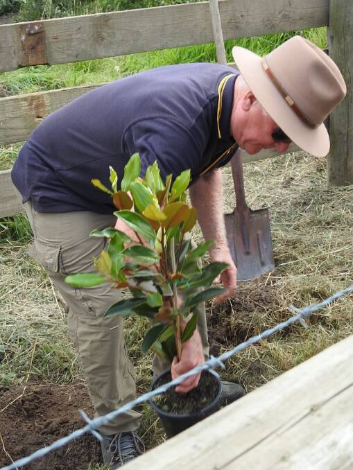 Lions club member Peter Ryan plants a tree.