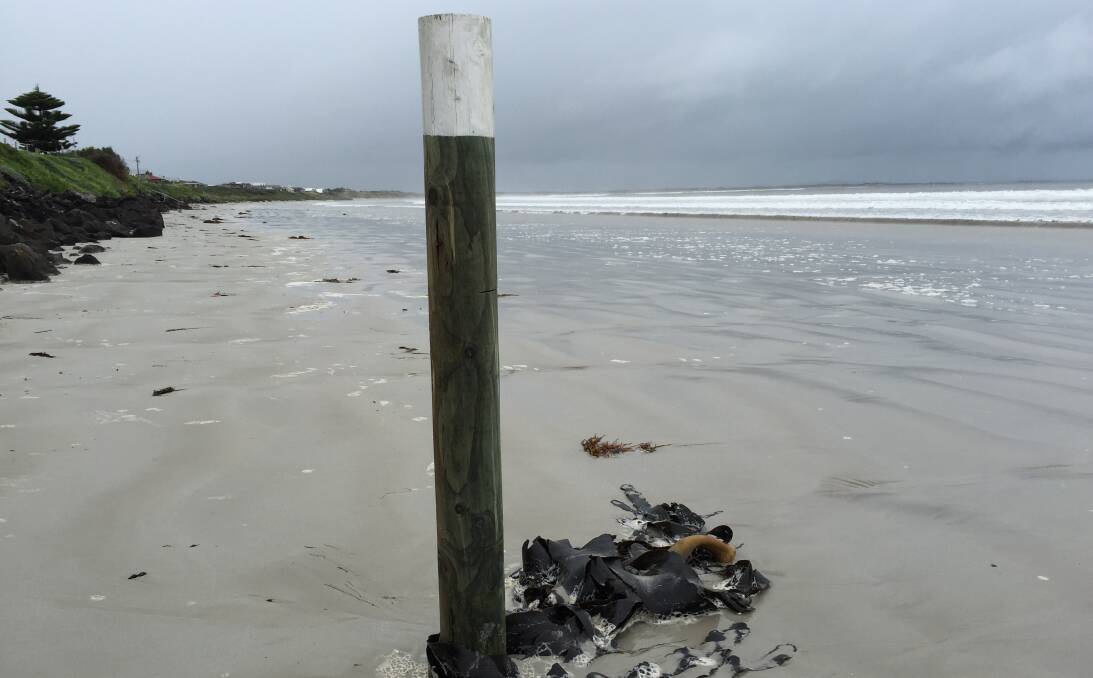 DOING THE JOB: One of the 17 erosion measuring posts in place on Port Fairy's East Beach. The Port Fairy Coastal Group works with Moyne Shire Council to monitor the state of the beach. Picture: Anthony Brady
