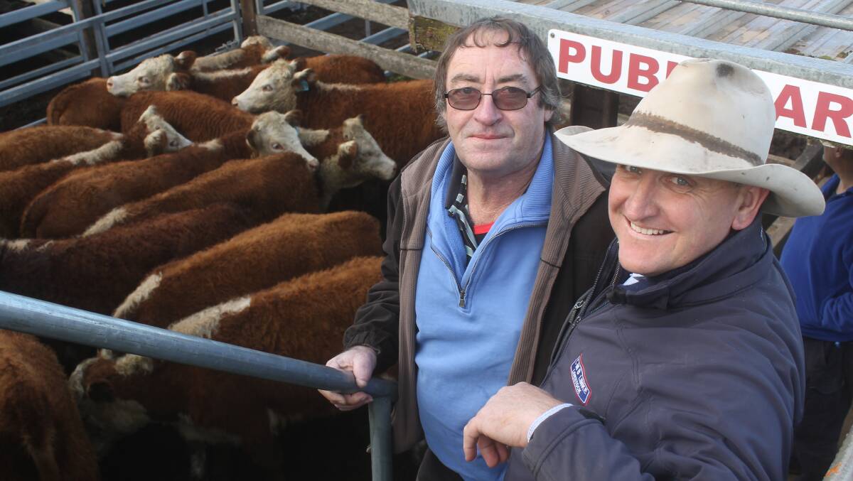 Neville Shine trucked Hereford heifers from his property at Pigeon Ponds to sell at Hamilton.