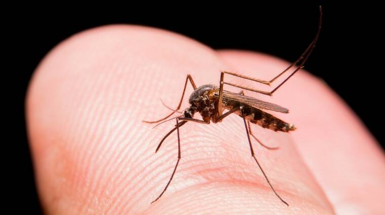 Health authorities have issued alerts about the potentially deadly Murray Valley encephalitis (MVE) virus. File picture