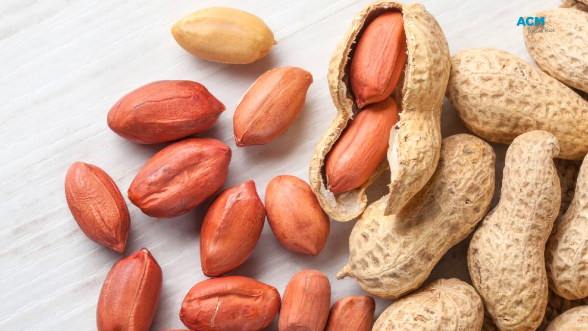 Researchers have discovered peanut allergy treatments for children that are highly effective at inducing remission. File picture