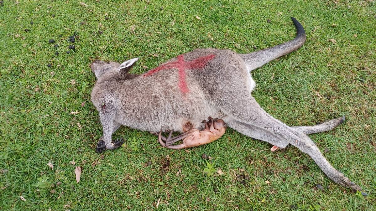 Six kangaroos, including two joeys, were killed in an alleged deliberate attack on the South Coast. Pictures supplied