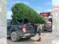 A national shortage on Christmas trees is impacting farmers and families. Picture by Victoria Christmas Tree Farm