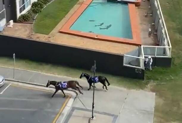 Two Magic Millions horses escaped a planned beach race and fled in Surfers Paradise on Tuesday morning. Picture by @LJewstein/Twitter