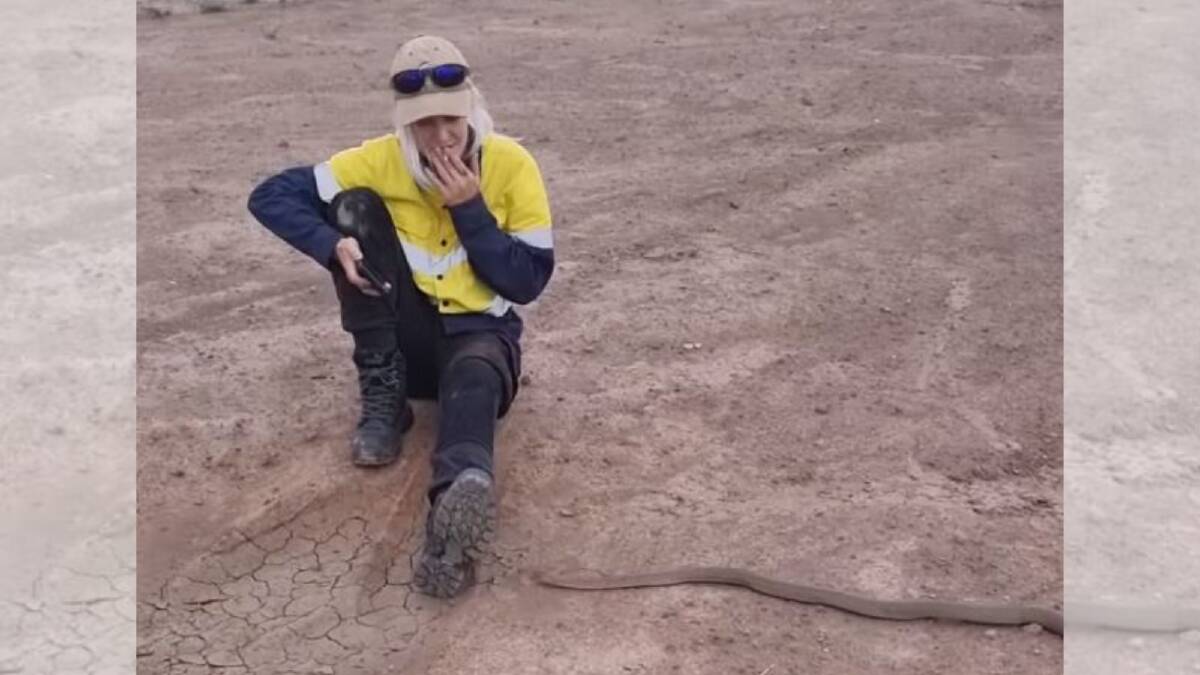 A snake catcher sits calmly smoking a cigarette as an eastern brown snake crawls between her legs. Picture by Harrison's Gold Coast and Brisbane Snake Catcher