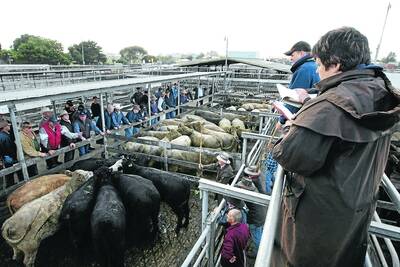 Warrnambool Saleyards will have some stiff competition if the Victorian Livestock Exchange builds a $10 million selling centre at Garvoc.