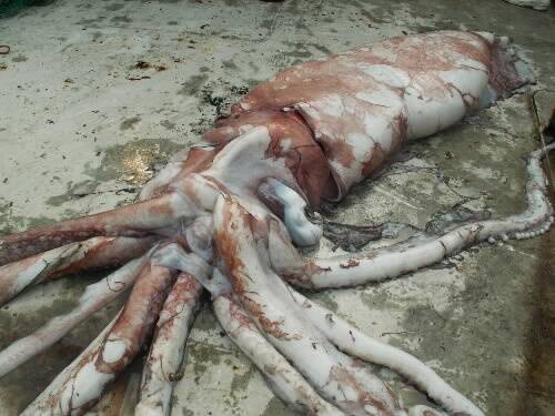 This giant squid was caught off Portland. Picture: AAP