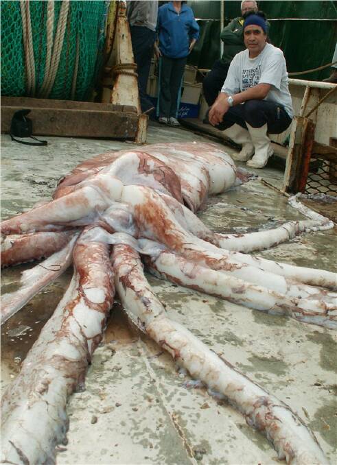 This giant squid, caught near Portland, goes under the knife today in the name of science.