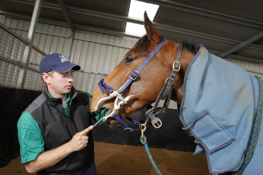 Equine dentist Josh Julius, from West Vic Equine Dentistry, checks the teeth of the Matthew Williams trained Promised Land.