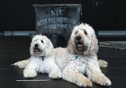 Coogee and Mickey the two dogs in Annie the musical.