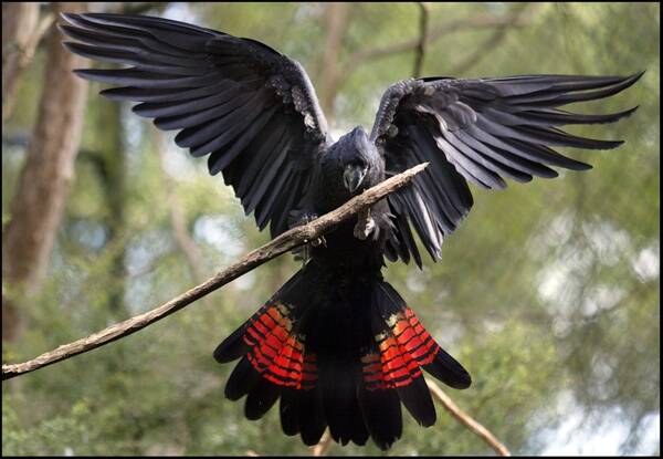 A red-tailed black cockatoo.