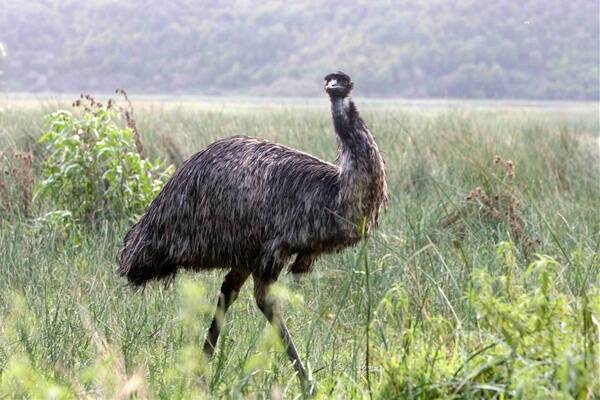 Hamilton garden's emu shot dead by slug gun