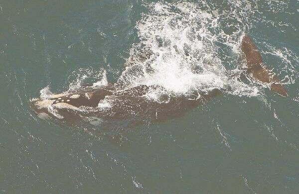 Fearful no more: A southern right whale and her calf near Warrnambool earlier this year. 080619DW07 Picture: DAMIAN WHITE