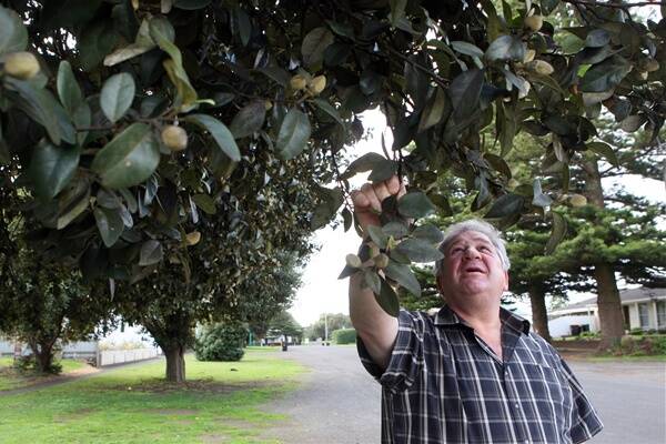 Cr Jim Doukas with one of the “itchy bomb” trees to be removed from James Street in Port Fairy.