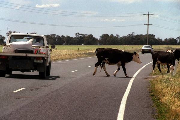Cows on main roads is a serious issue in the south-west, having led to two accidents last month.