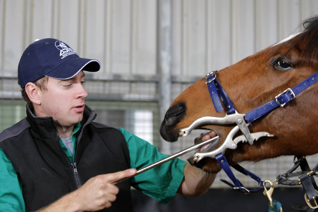 Equine dentist Josh Julius, from West Vic Equine Dentistry, checks the teeth of the Matthew Williams trained Promised Land.