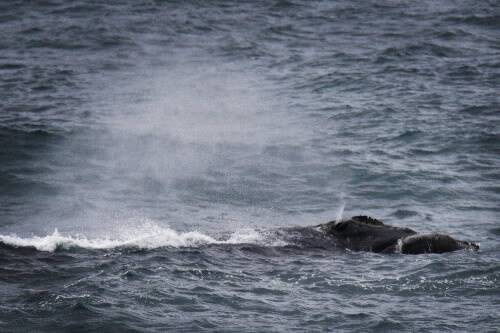 A southern right whale lets off a spray, as it swims in waters off Logans Beach with its calf yesterday. 090702RG06 Pictures: ROB GUNSTONE