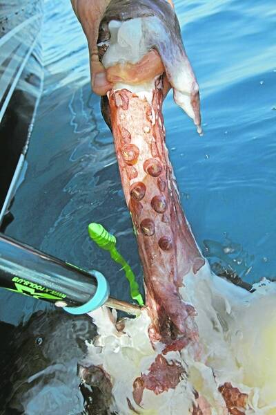 A rare squid, found off the coast of Portland. 