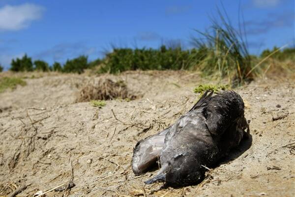 A large number of dead shearwater birds have been found on Griffiths Island. 