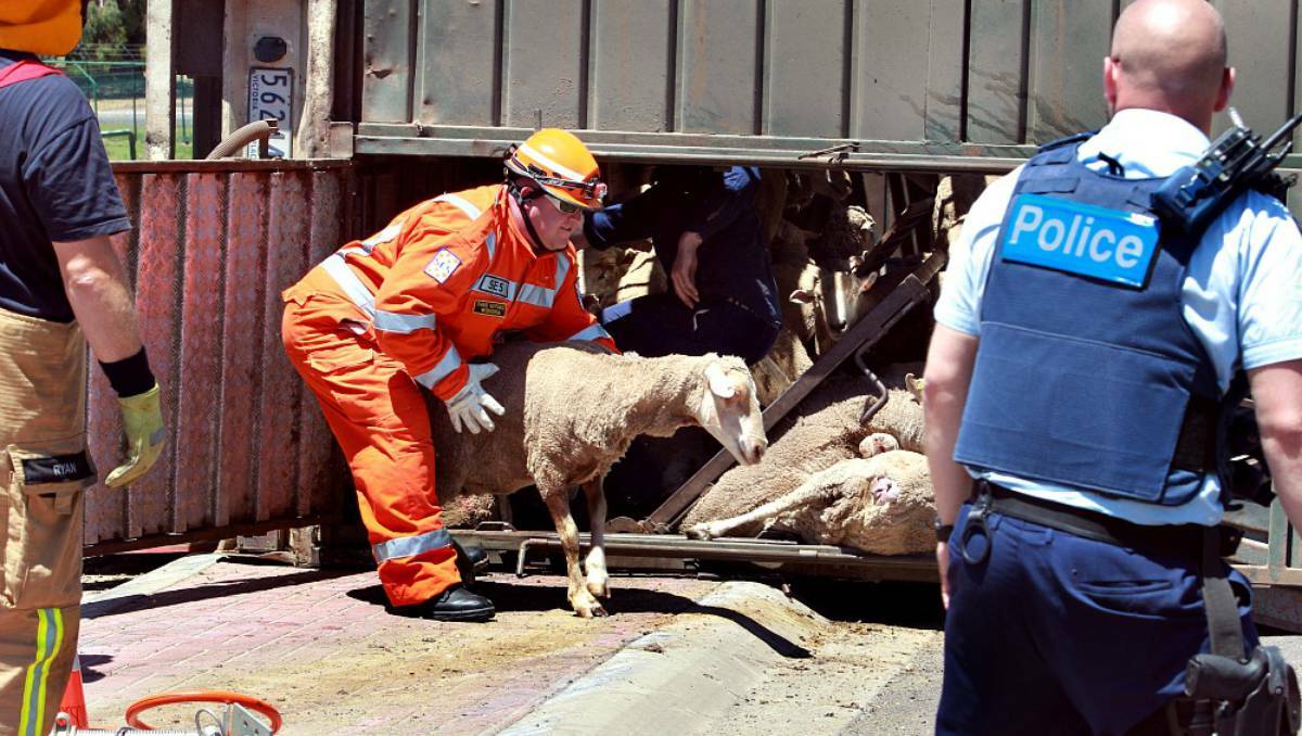 Debate as sheep die by the dozen on our roads
