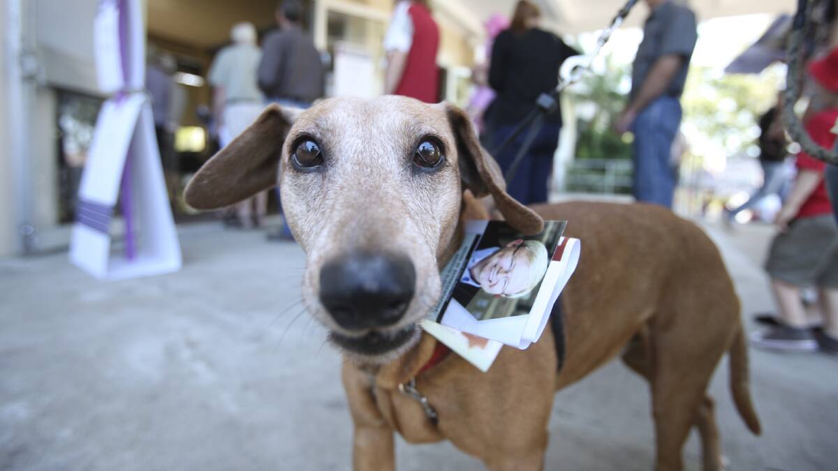 A dog waits at a polling booth in Griffith in Brisbane with a Labor how-to-vote card tucked onto his collar. 