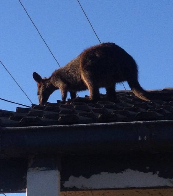 The adventurous wallaby seeks a way down from Sandy Joyce’s roof.