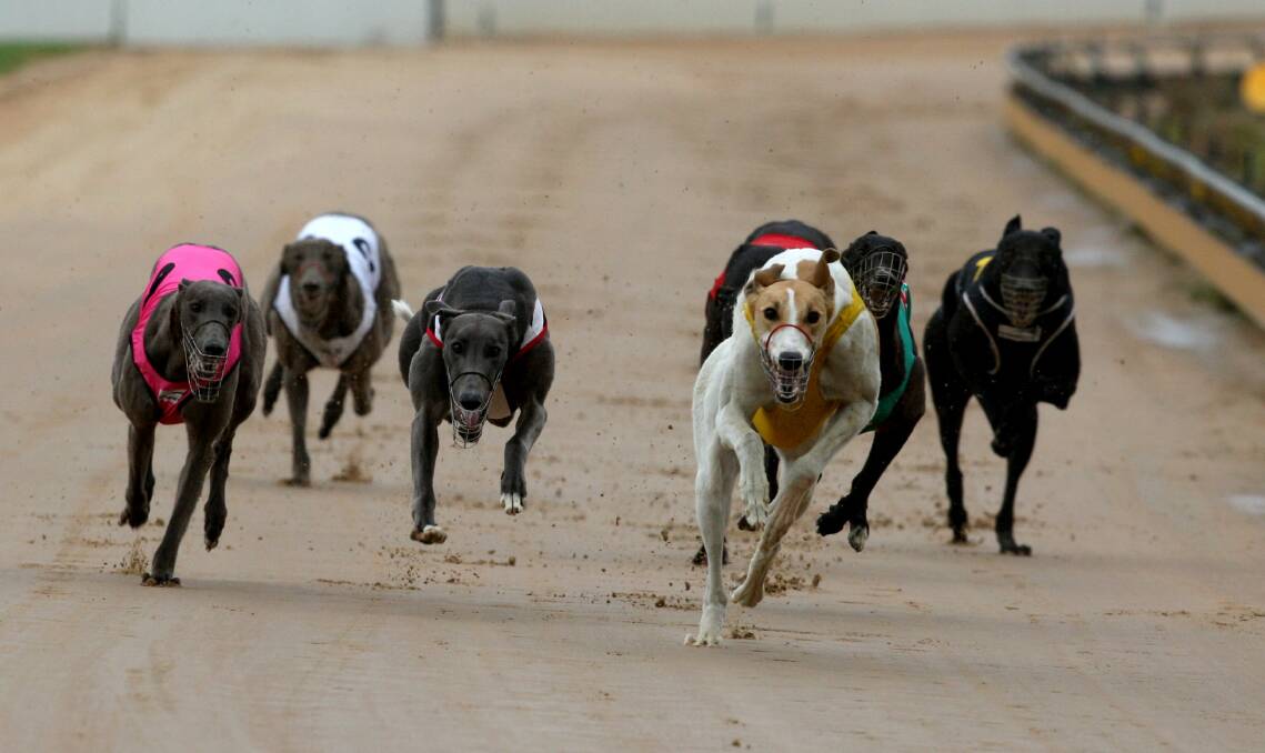 They’re off and running in the Warrnambool Greyhound Racing Club’s Seaside Carnival again next week. 