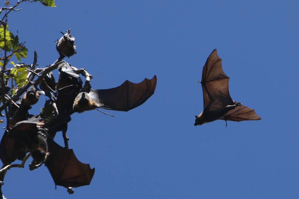 Grey-headed flying foxes have made a surprise early return to roost at the Warrnambool Botanic Gardens. 