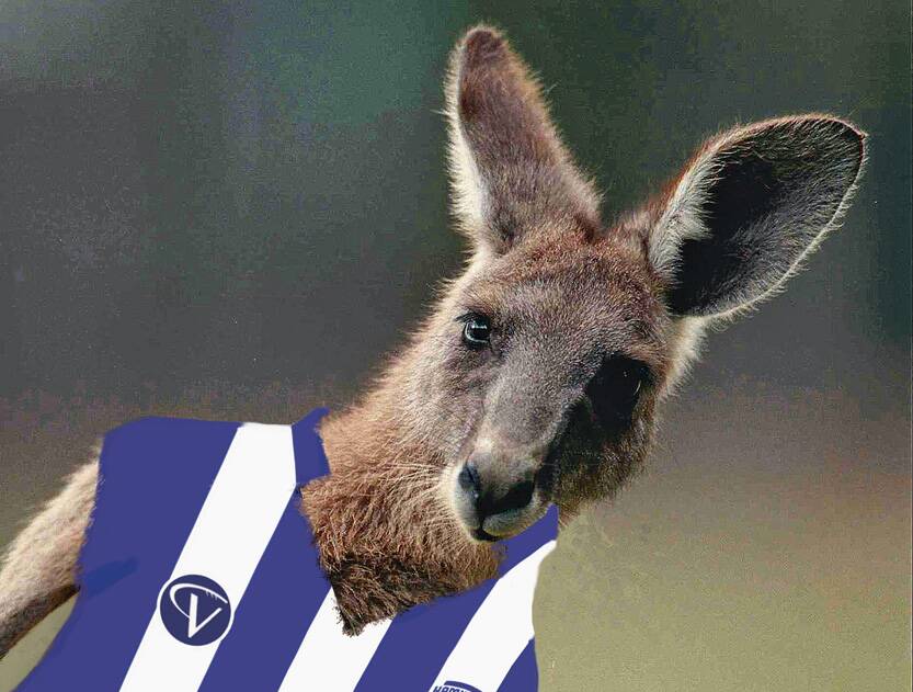 The Hamilton Kangaroos football team is joining the HFNL. Digital image: SHERELE MOODY