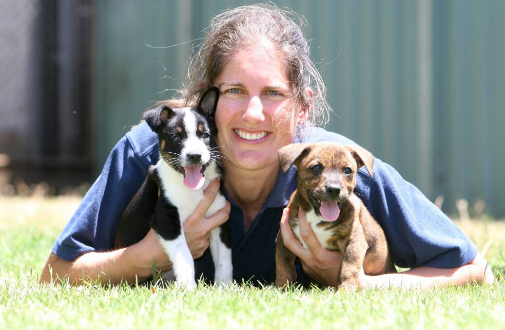 RSPCA shelter animal attendant Shannon McKay gives some special attention to pups Bongo and Bazza. 