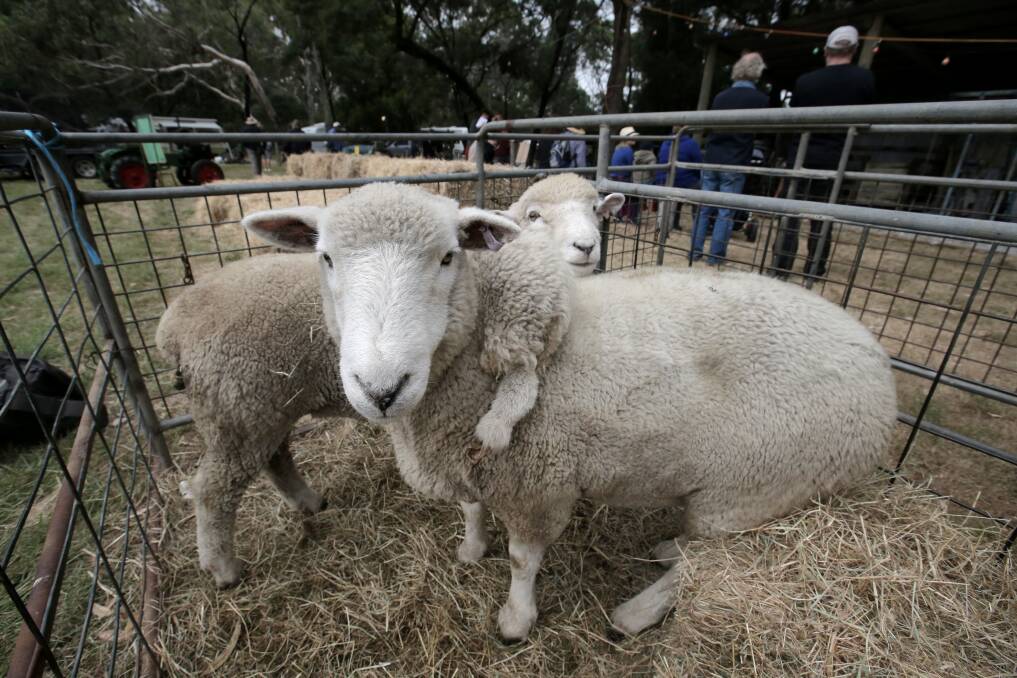 This five-legged sheep was a star attraction at the Orford vintage engine display yesterday. 