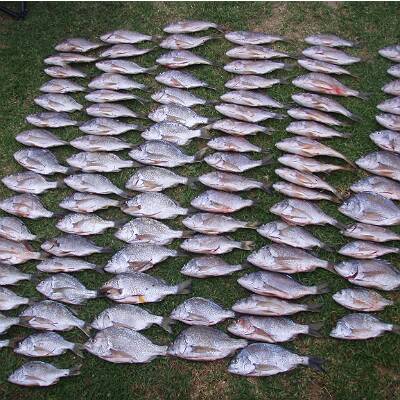 Fisheries officers uncovered this illegal haul of black bream from an angler's freezer in Nelson.
